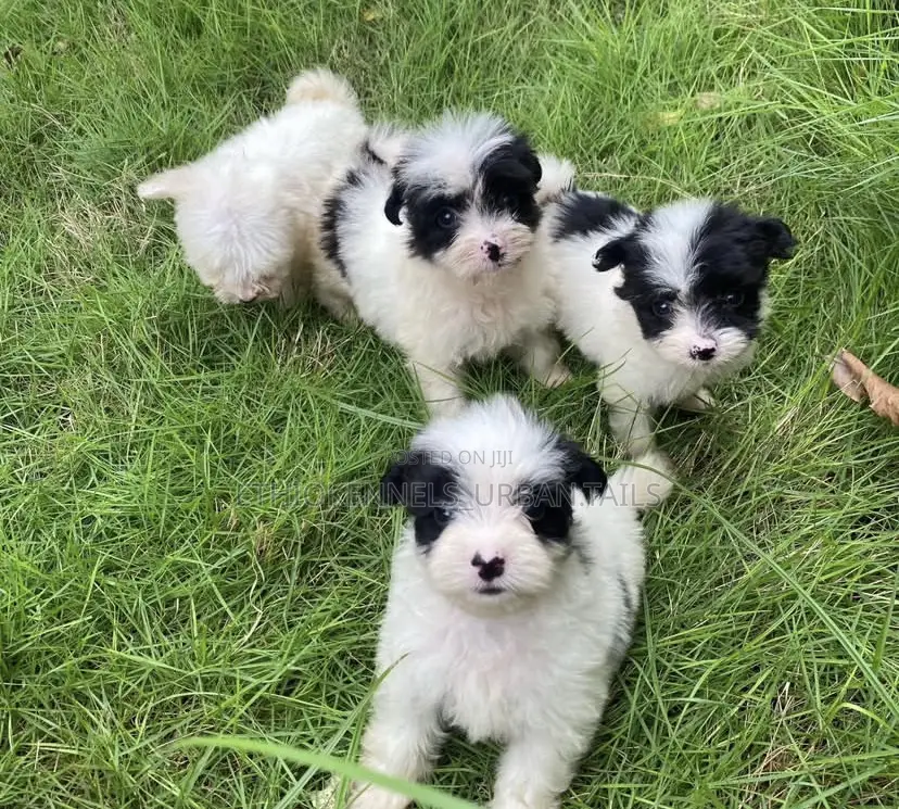 1-3 months Female Mixed Breed Maltese