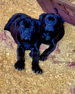 1-3 months Male Purebred Boerboel