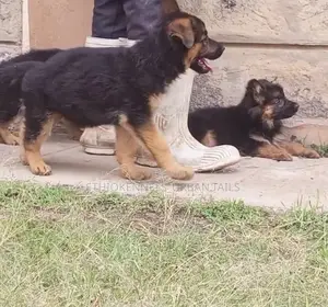 1-3 months Male Purebred German Shepherd