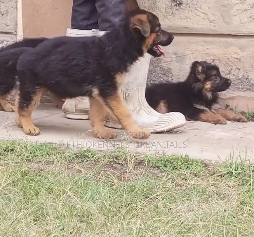 1-3 months Male Purebred German Shepherd