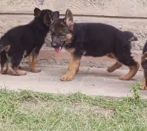 1-3 months Male Purebred German Shepherd