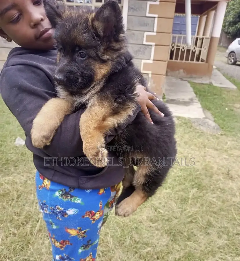 1-3 months Male Purebred German Shepherd