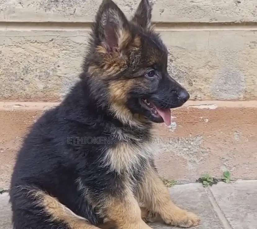 1-3 months Male Purebred German Shepherd