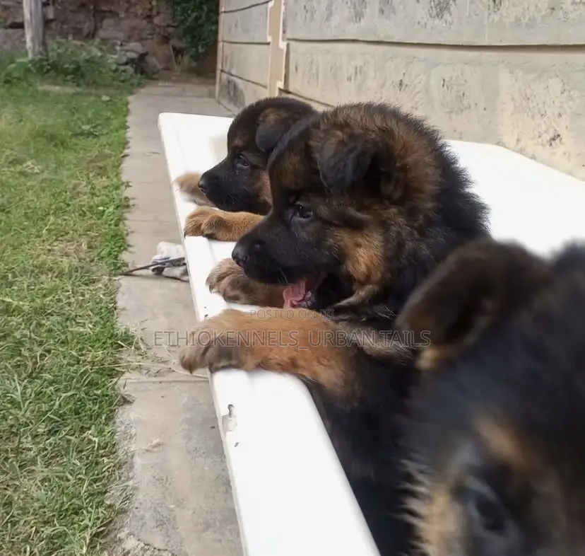 1-3 months Male Purebred German Shepherd