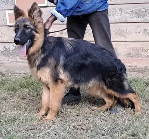 3-6 months Male Purebred German Shepherd