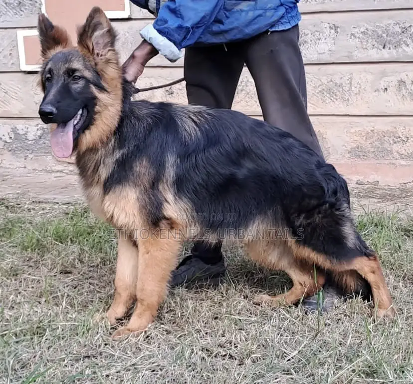 3-6 months Male Purebred German Shepherd