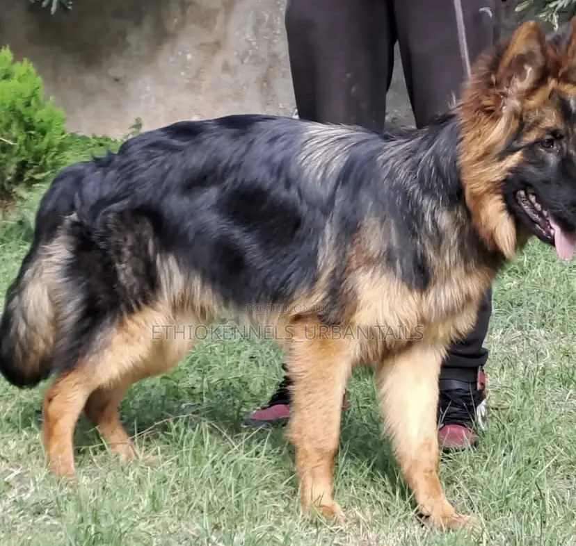 3-6 months Male Purebred German Shepherd