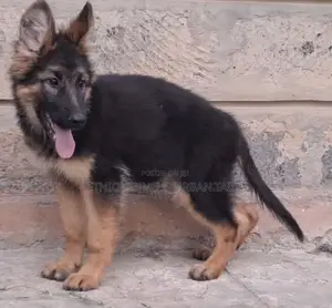 1-3 months Male Purebred German Shepherd