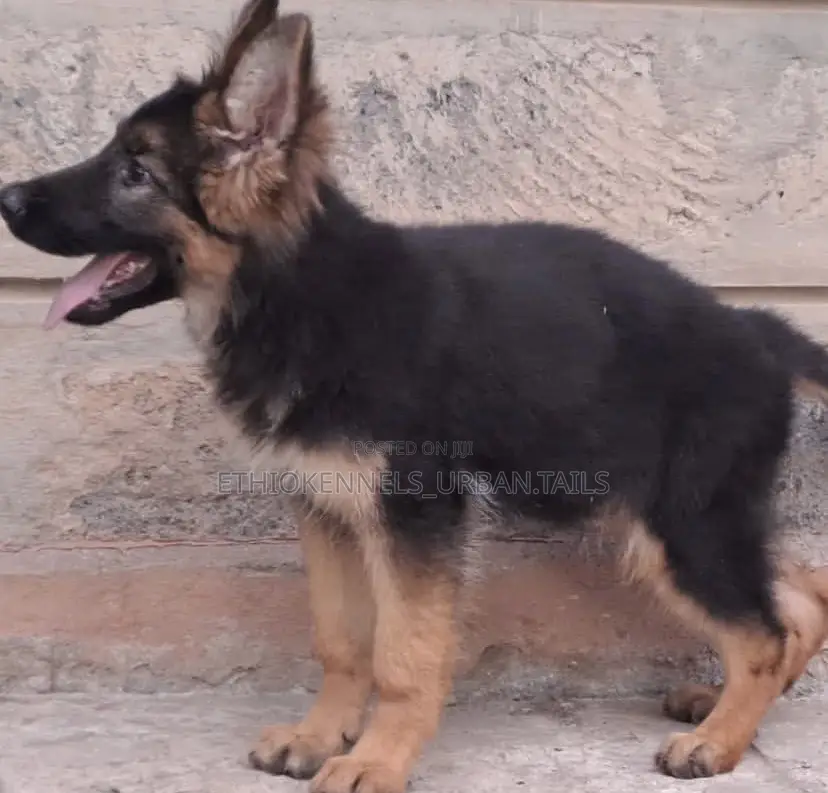 1-3 months Male Purebred German Shepherd
