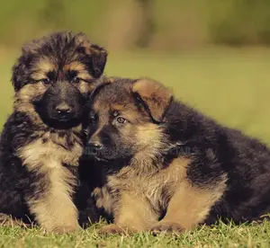 1-3 months Male Purebred German Shepherd