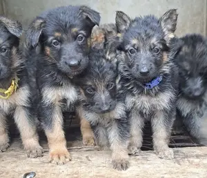 1-3 months Male Purebred German Shepherd