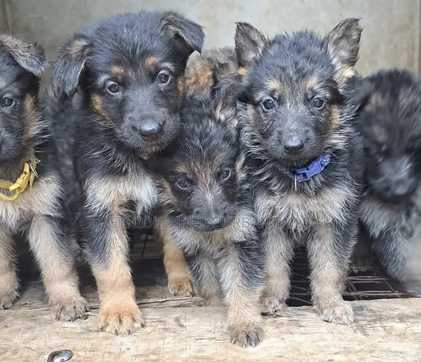 1-3 months Male Purebred German Shepherd