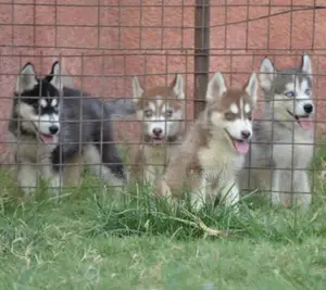 1-3 months Male Purebred Siberian Husky
