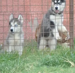 1-3 months Male Purebred Siberian Husky