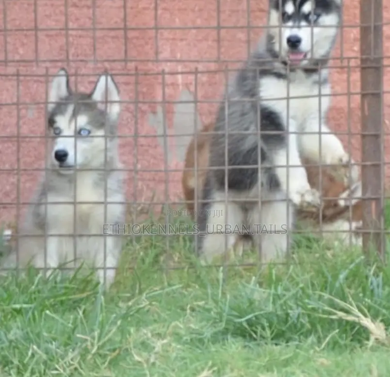 1-3 months Male Purebred Siberian Husky