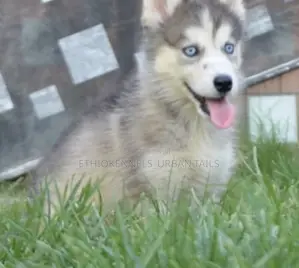 1-3 months Male Purebred Siberian Husky