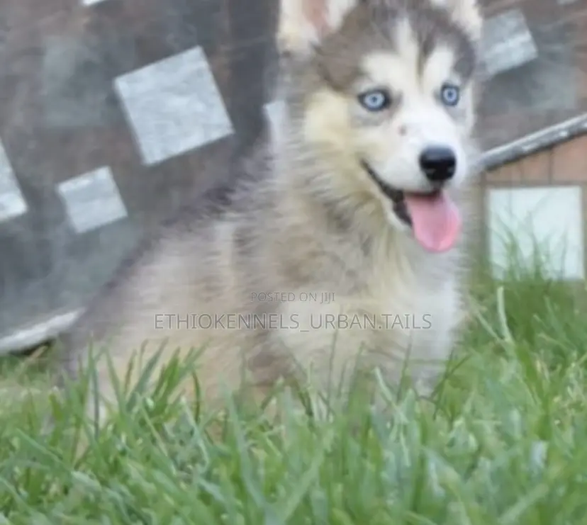 1-3 months Male Purebred Siberian Husky