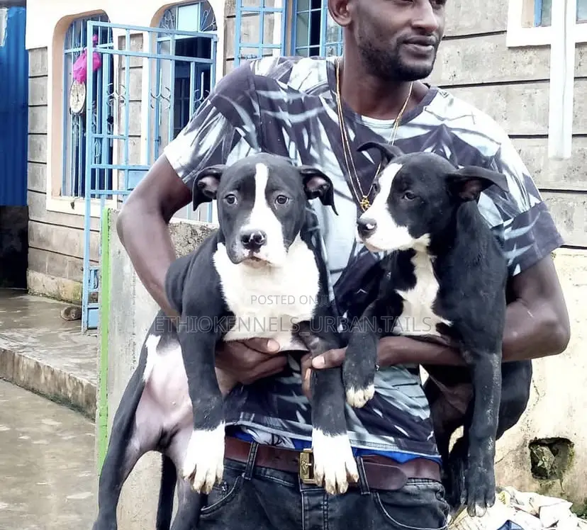 1-3 months Female Purebred American Pit Bull Terrier