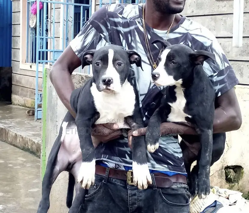 1-3 months Female Purebred American Pit Bull Terrier