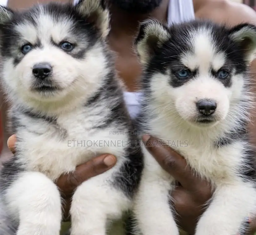 3-6 months Male Purebred Siberian Husky