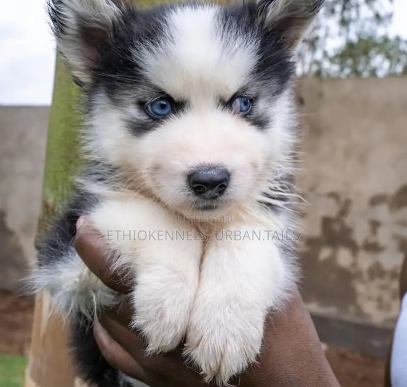 3-6 months Male Purebred Siberian Husky
