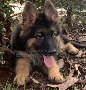 1-3 months Male Purebred German Shepherd
