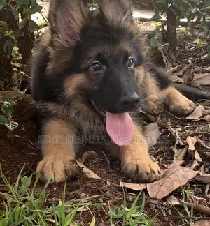 1-3 months Male Purebred German Shepherd