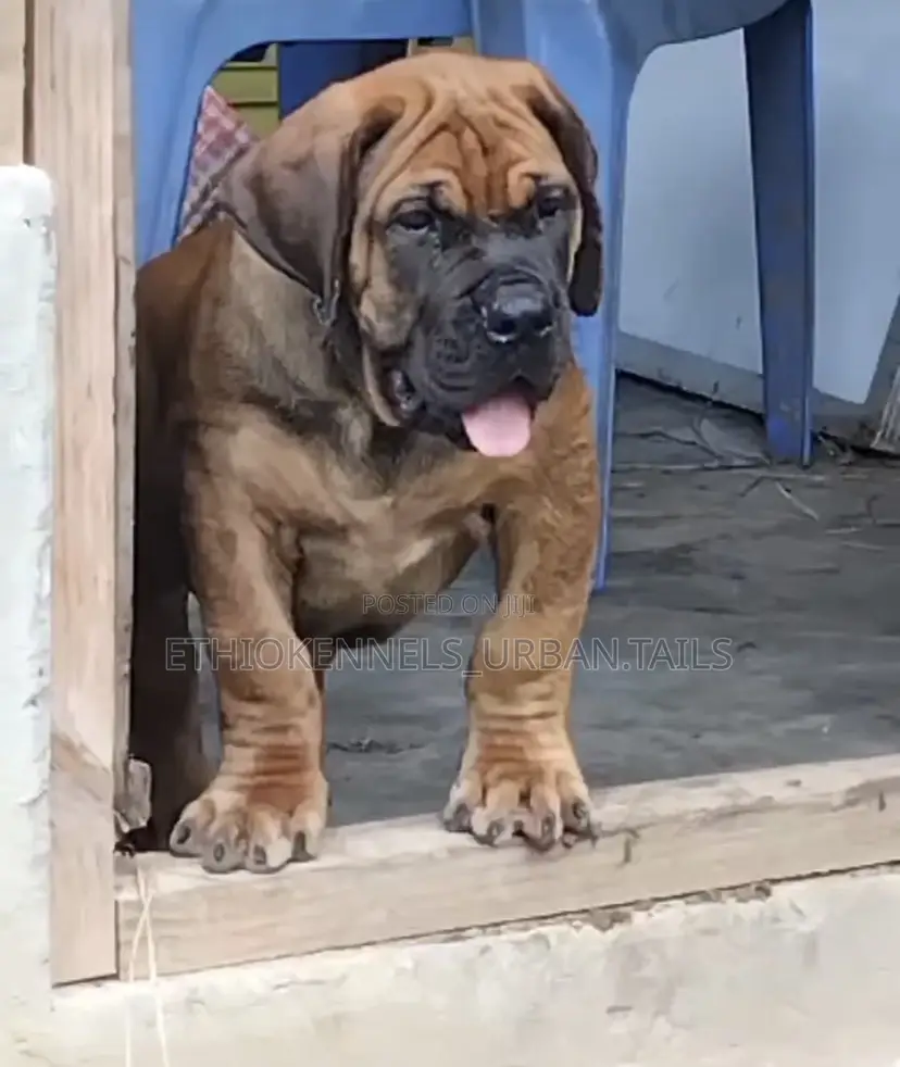1-3 months Male Purebred Boerboel