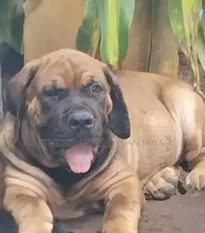 1-3 months Male Purebred Boerboel