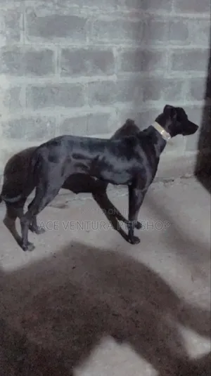 1-3 months Male Purebred Great Dane