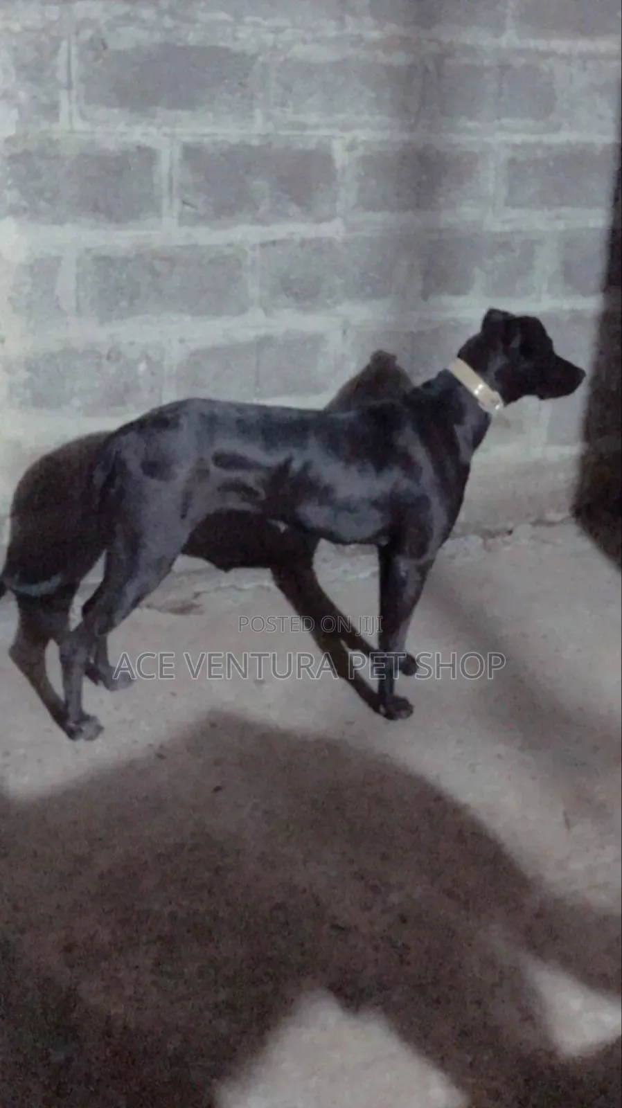 1-3 months Male Purebred Great Dane