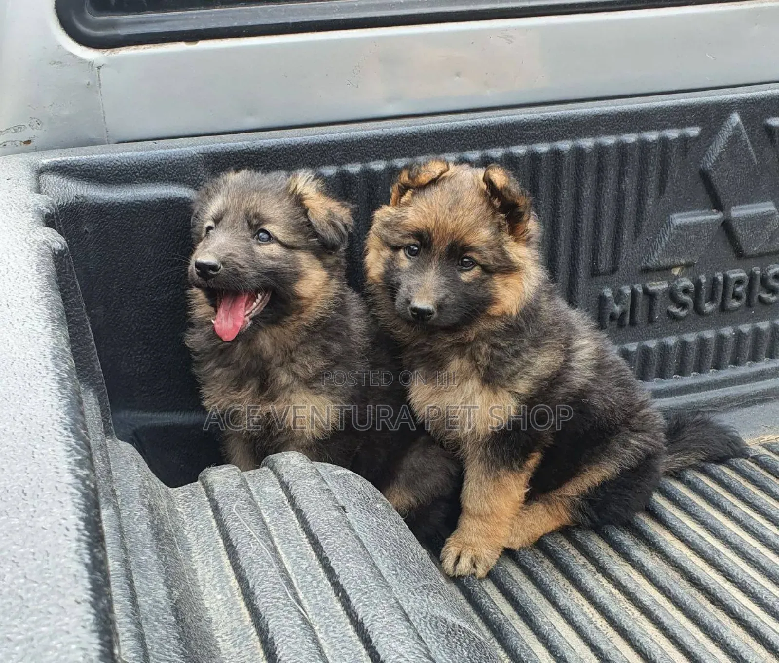 1-3 months Male Purebred German Shepherd