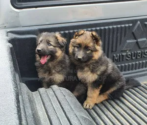 1-3 months Male Purebred German Shepherd