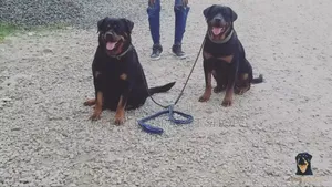 1-3 months Male Purebred Rottweiler