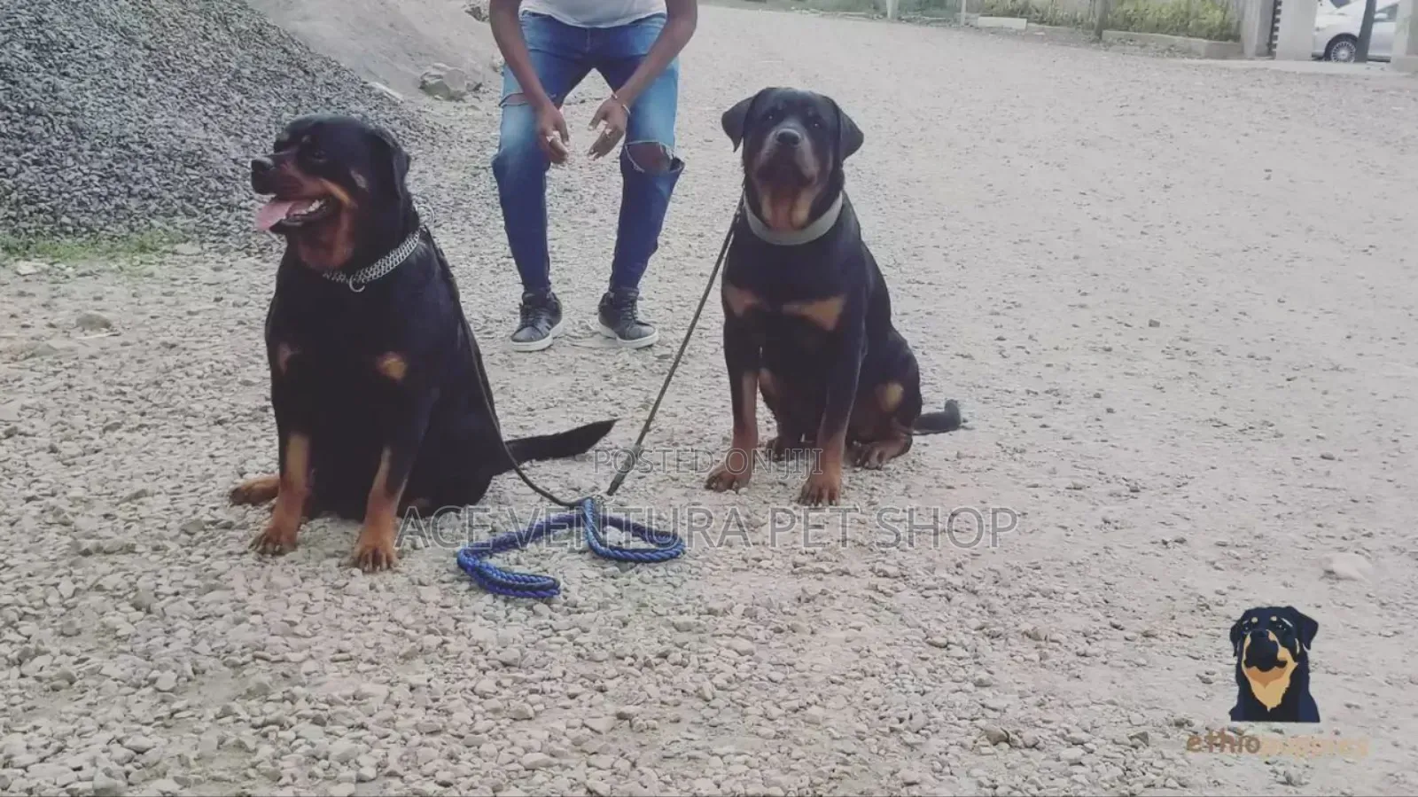 1-3 months Male Purebred Rottweiler