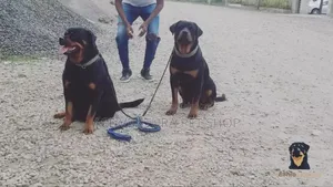 1-3 months Male Purebred Rottweiler