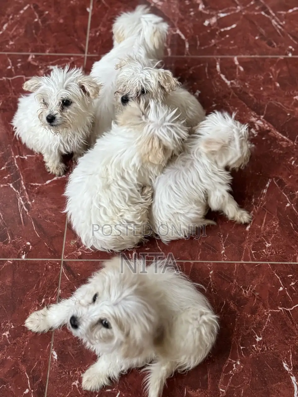 1-3 months Male Purebred Maltese