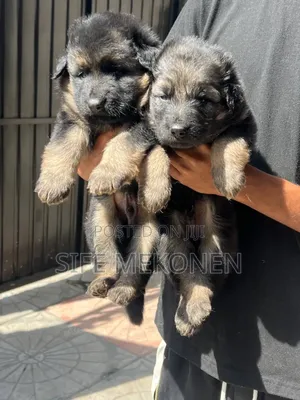 1-3 months Male Purebred German Shepherd
