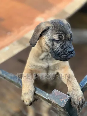 1-3 months Female Purebred Bullmastiff