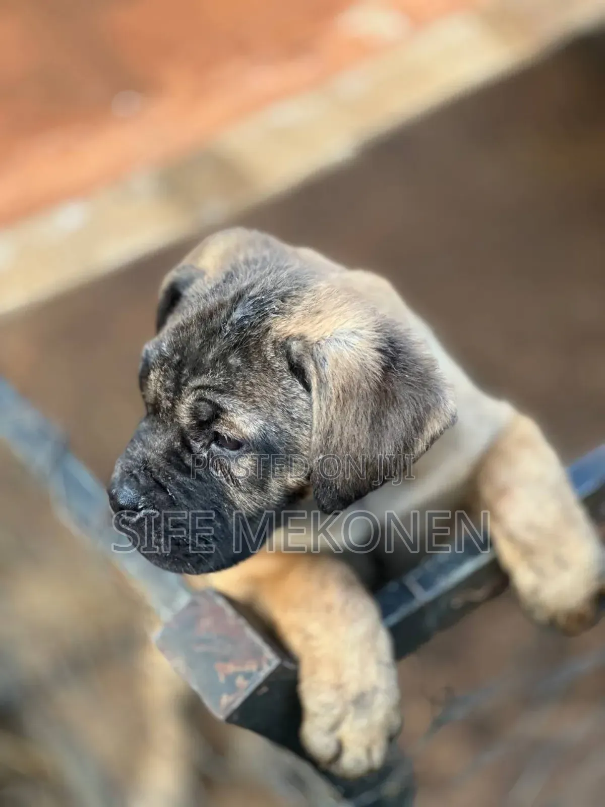 1-3 months Female Purebred Bullmastiff
