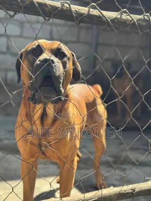 1-3 months Female Purebred Bullmastiff