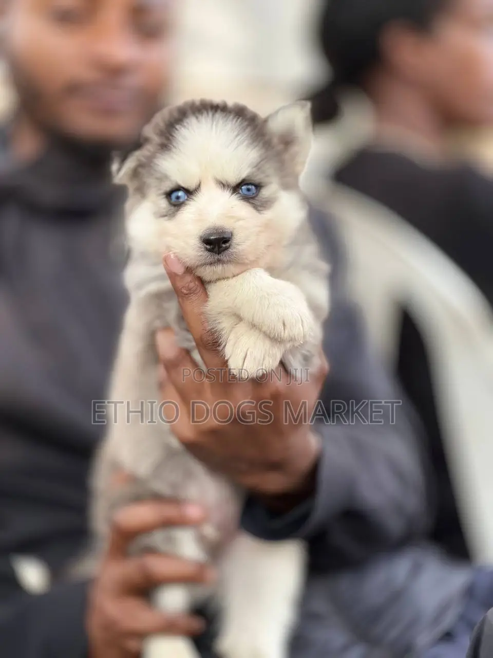 1-3 months Male Purebred Siberian Husky
