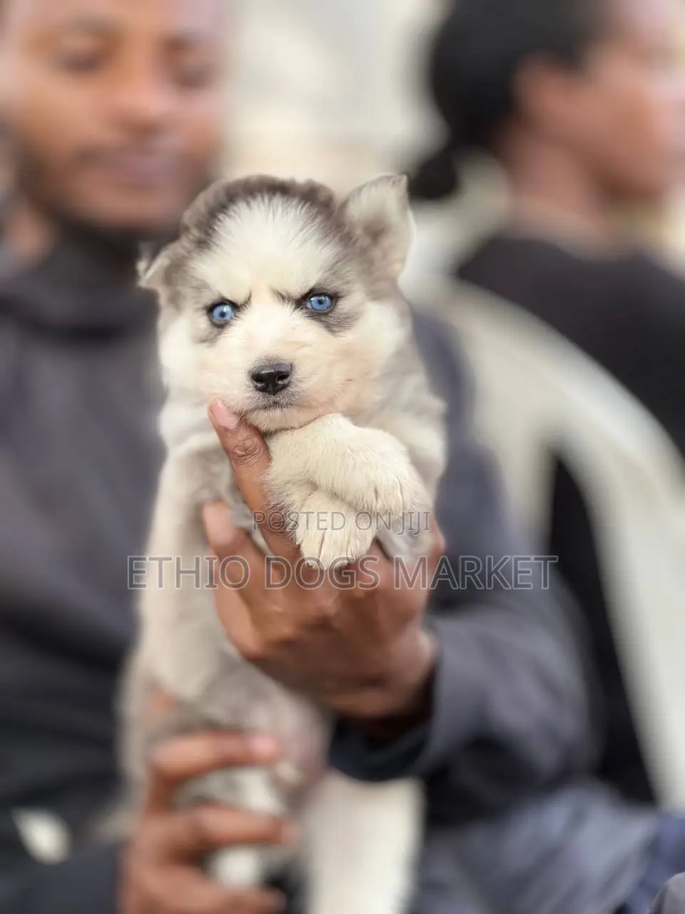 1-3 months Male Purebred Siberian Husky