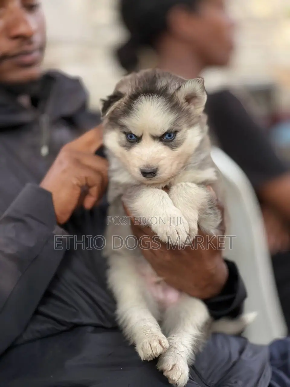 1-3 months Male Purebred Siberian Husky