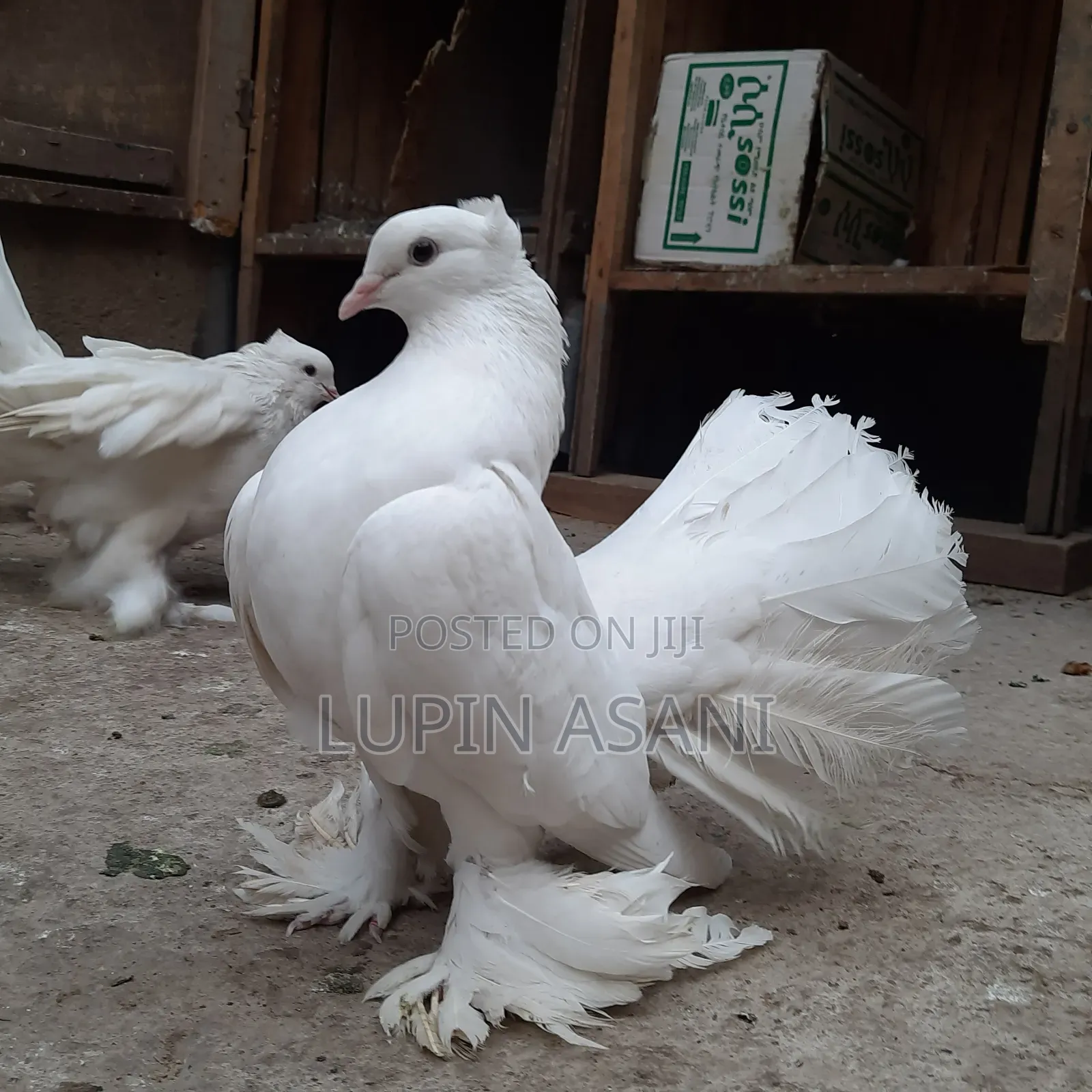 Quality Female Indian Fountain