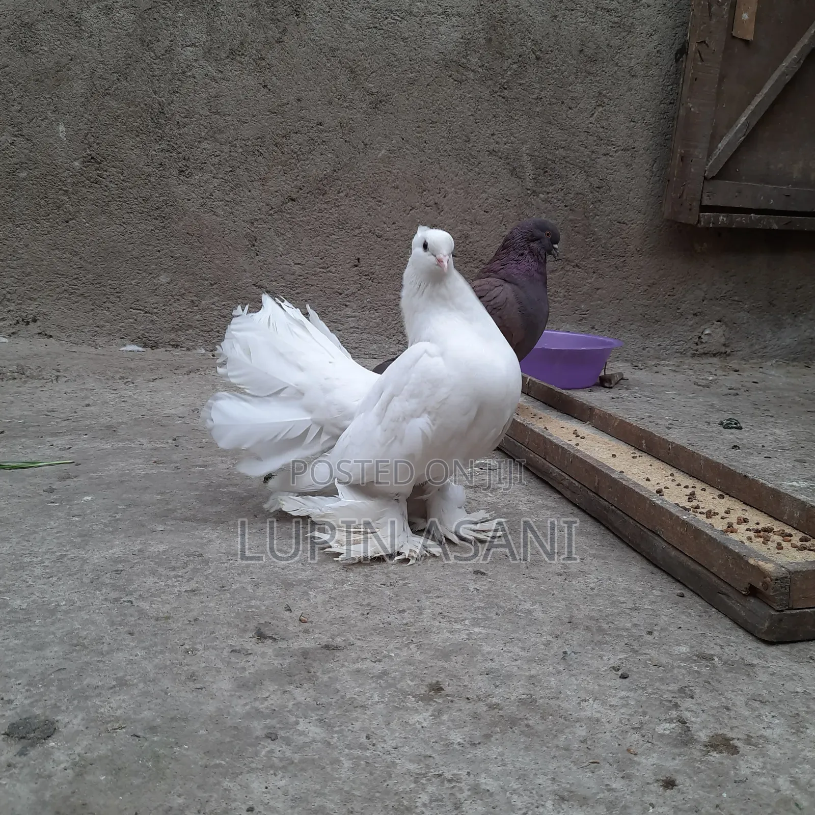 Quality Female Indian Fountain