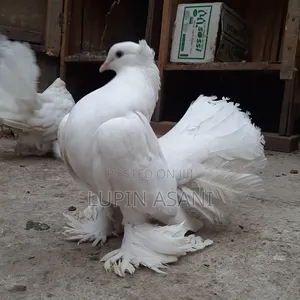 Quality Female Indian Fountain