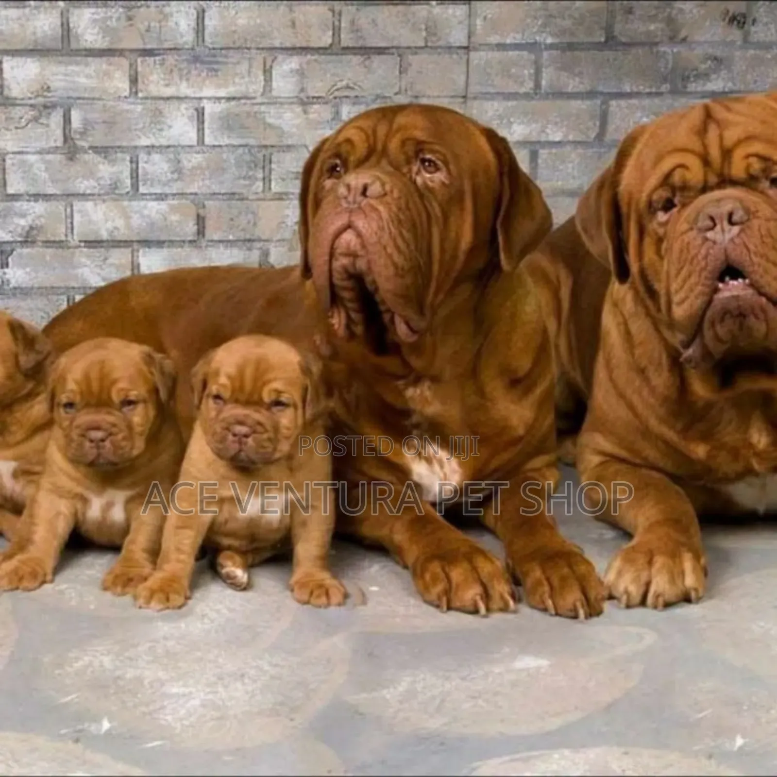 1-3 months Male Purebred Bullmastiff