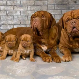 1-3 months Male Purebred Bullmastiff