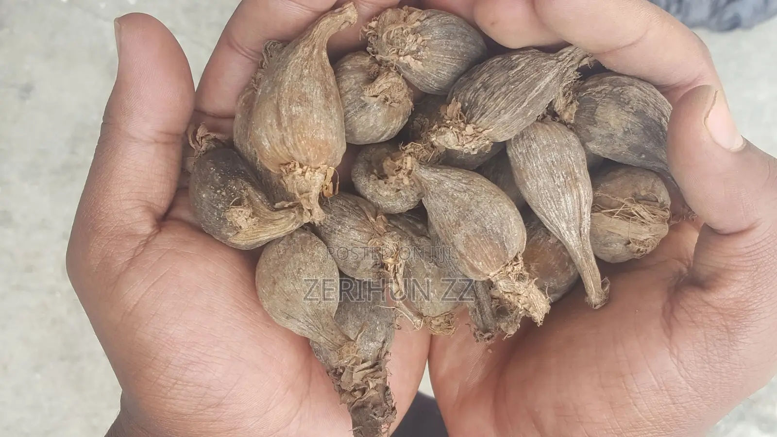 በጣም ቆንጆ የሆነ ደረቅ ኮረሪማ